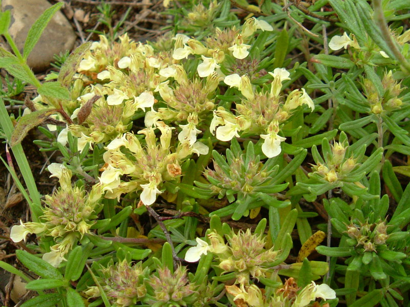 Teucrium montanum / Camedrio montano